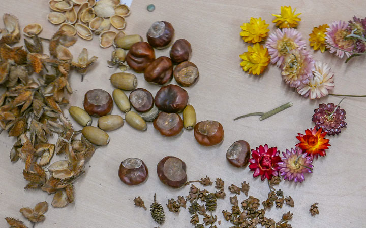Auswahl natürlicher loser Teile – Tannenzapfen, Bucheckern, Strohblumen, Samen