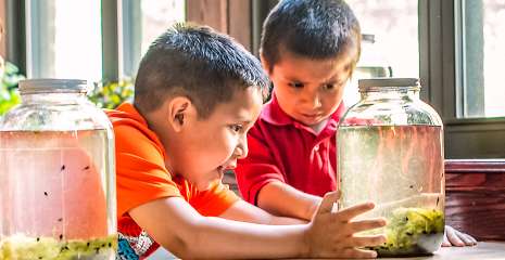 Two boys observing tadpoles in a large glass jar