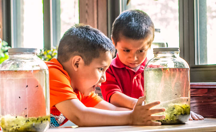 Zwei kleine Jungen beobachten aufgeregt Kaulquappen in einem großen Glasgefäß