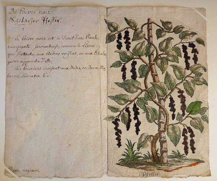 Schwarzer Pfeffer (Piper nigrum): Botanisches Lehrblatt, des Pfarrers Jean-Frédéric Oberlin, 18. Jahrhundert
