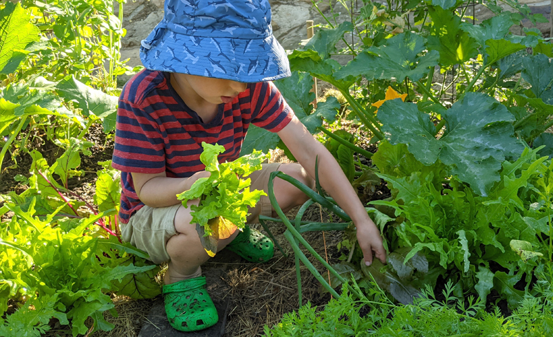 Ein Junge mit blauem Sonnenhut, der Karotten erntet