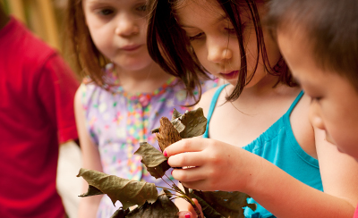 mehrere Kinder betrachten ein Bündel trockener Blätter