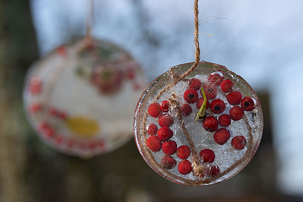 Nahaufnahme von roten Beeren, die in einer Eisscheibe eingefroren sind und an einem Baumzweig hängen