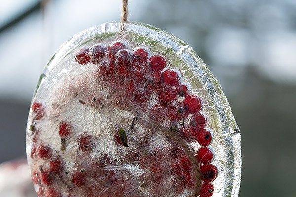 Teilansicht einer Eisscheibe mit vielen roten Beeren, die von einem Ast hängen